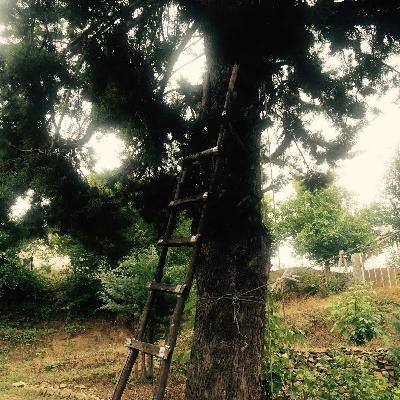 سه شنبه های خاکستری