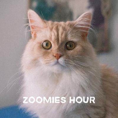 #029 秋めく猫