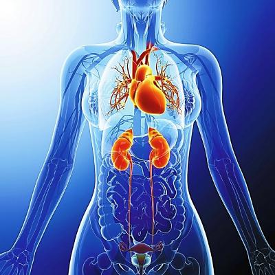 Energy Dynamics in Chronic Heart Failure, Chronic Kidney Disease & the Cardiorenal Syndrome