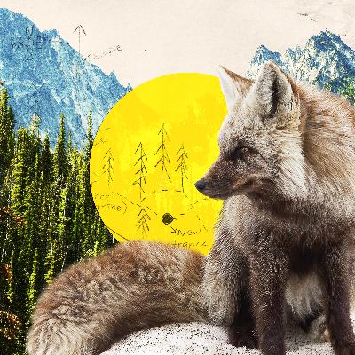A Photographer's Glimpse Into the Dwindling World of the Cascade Red Fox