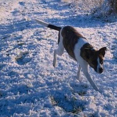 Laika ja reeglid Laika ja reeglid