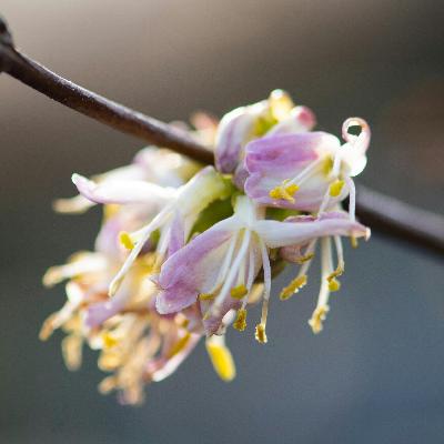 Wildlife-friendly gardening: winter edition Wildlife-friendly gardening: winter edition