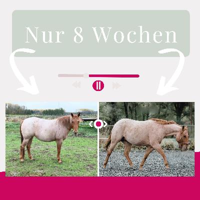 Pferd zu dick? So klappt’s mit dem Abnehmen – gesund, sanft & mit System Pferd zu dick? So klappt’s mit dem Abnehmen – gesund, sanft & mit System