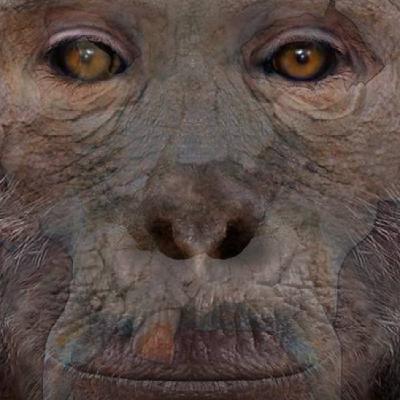 Las leyes perdidas de la evolución | Viajero 225