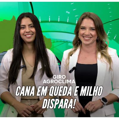 Giro Agroclima: Clima pressiona a cana-de-açúcar e milho ganha força na produção de etanol Giro Agroclima: Clima pressiona a cana-de-açúcar e milho ganha força na produção de etanol
