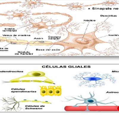 Podcast de las Neuronas