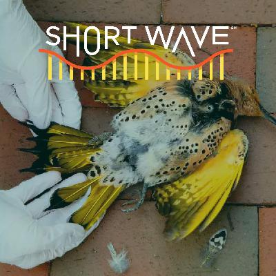 Migrating Birds Have a Big, Clear Problem