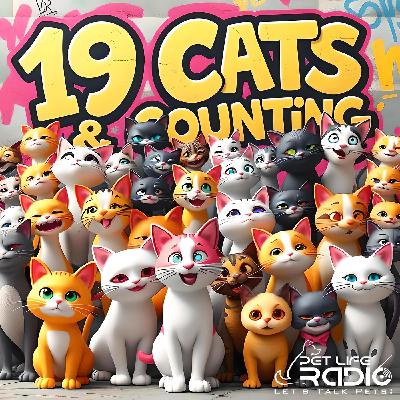 19 Cats and Counting Episode 148 Lisa Schermerhorn, Energy Medicine Practitioner