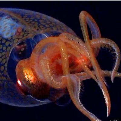 15. Colossal Squid (A Giant We’ve Almost Never Seen Alive) 15. Colossal Squid (A Giant We’ve Almost Never Seen Alive)