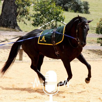 Long-reining Vs Lunging