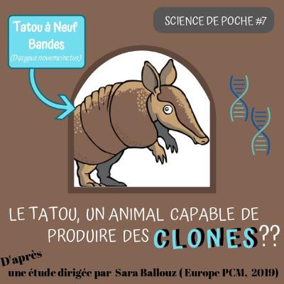 Science de poche #7 : Les tatous, tous des clones ?