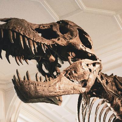 Fantastic fossils and where to find them