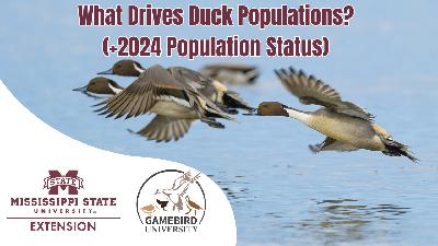 What Drives Duck Populations? (+2024 Population Status) | Gamebird University #2