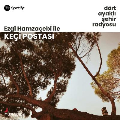 Keçi Postası - Ezgi Hamzaçebi | "Karşılıklı fedakarlıktır sadece uyuşmanın hüneri!” Keçi Postası - Ezgi Hamzaçebi | "Karşılıklı fedakarlıktır sadece uyuşmanın hüneri!”