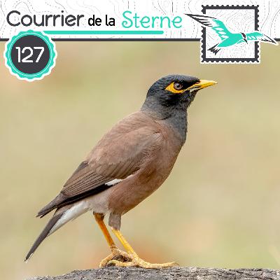 CDLS#127 : Tapage nocturne (Martin triste)