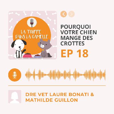 Pourquoi votre chien mange des crottes et votre chat miaule devant une gamelle pleine