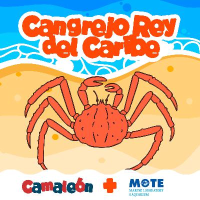 Cangrejo Rey del Caribe: El jardinero de los arrecifes
