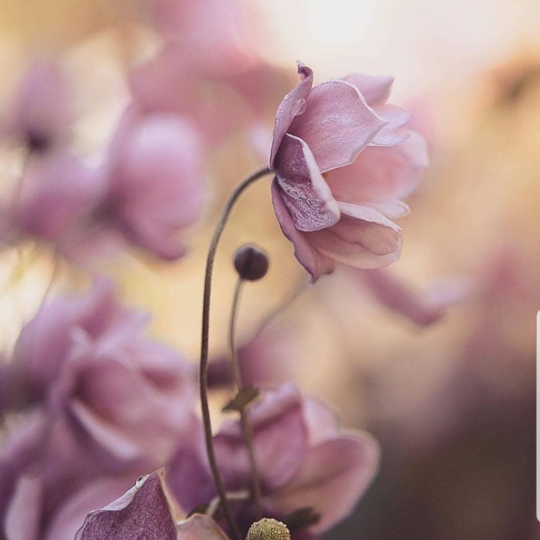 اي مجلسيان ... 🌱