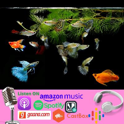 Introduction to livebearers Introduction to livebearers