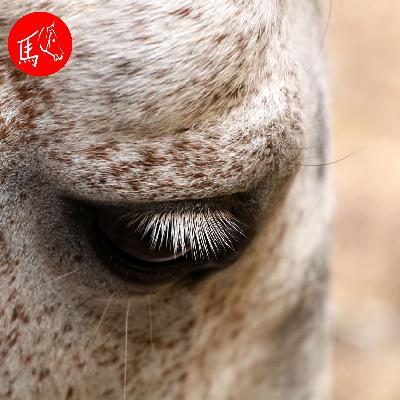 Können Tiere depressiv werden? Können Tiere depressiv werden?