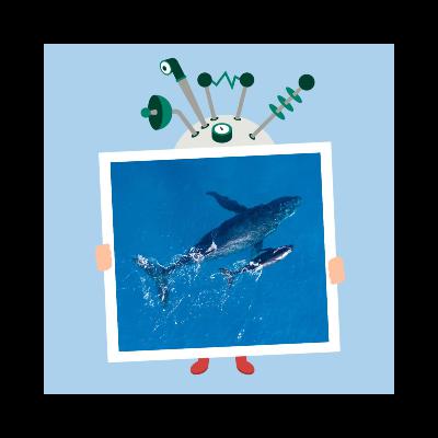 Hvordan endte hvaler i havet?