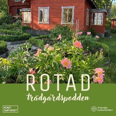 Pionen på piedestal