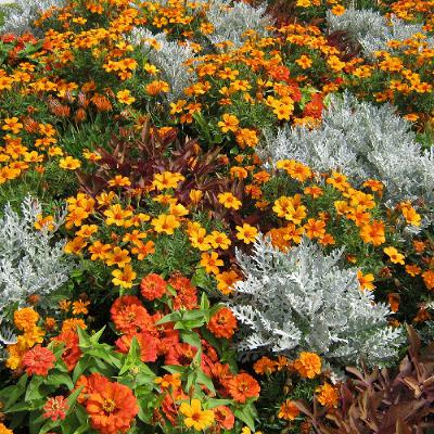 Planning for Chelsea Flower Show 2027 already underway Planning for Chelsea Flower Show 2027 already underway