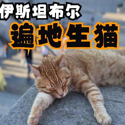 伊斯坦布尔的猫（五年级）