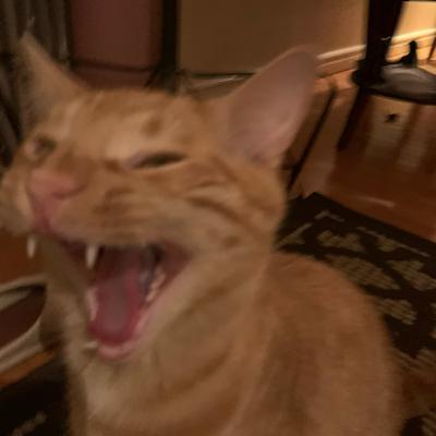 Not Wanted on the Voyage Podcast