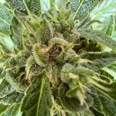 Off Topic 2 - Cannabis und andere Drogen, Vorstellung einer Studie aus Australien aus 2019 zur Gefährlichkeit verschiedener Drogen