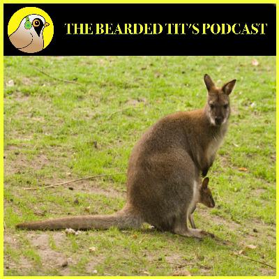 Wallabies, Eagle Owls and Scorpions in The UK ft Kevin Parr #178