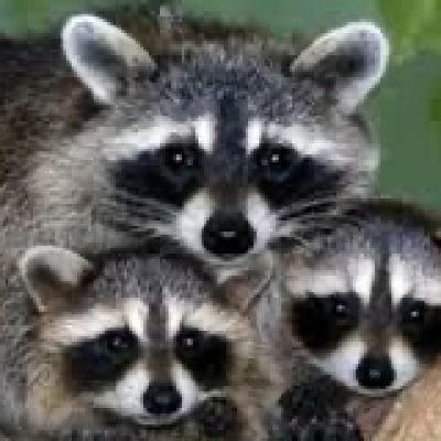 MAPACHE, UN RISCO PARA A BIODIVERSIDADE GALEGA MAPACHE, UN RISCO PARA A BIODIVERSIDADE GALEGA