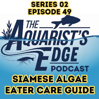 Siamese Algae Eater Care Guide: ID, Tank Setup, Diet & Algae Control