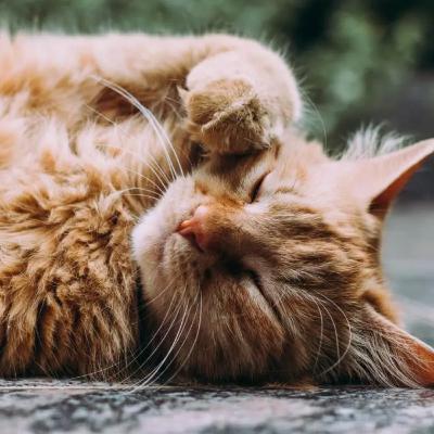 Cat lovers, this is how a feline friend can boost your health part 2 article today