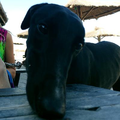 Episod 6: Nosework - Mirosul la câini (cu Flavius Buru)