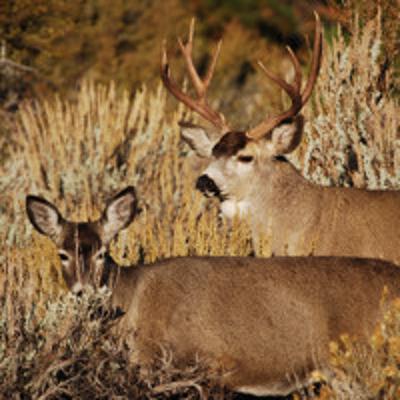Deer and Antelope - 2025 State of the Silver State
