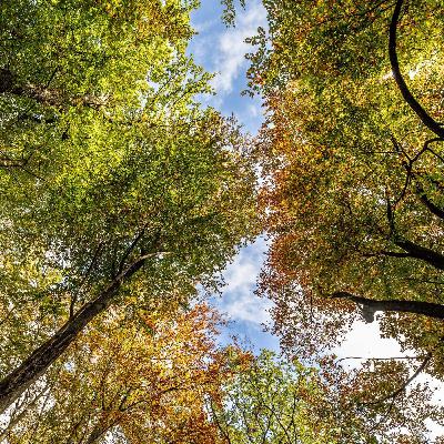 NRW: Wie geht es dem Wald?
