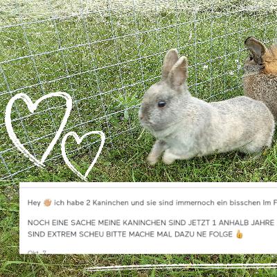 Wie zähmt man kaninchen? 🥕🐰🤔