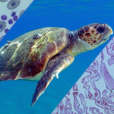 Vivências de um médico veterinário de animais silvestres