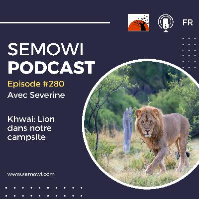 Khwai: Lion dans notre campsite
