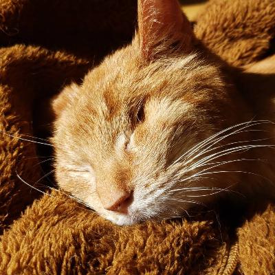 #119｜猫のマサムネ