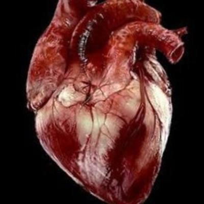 ANATOMÍA DEL CORAZÓN ❤️