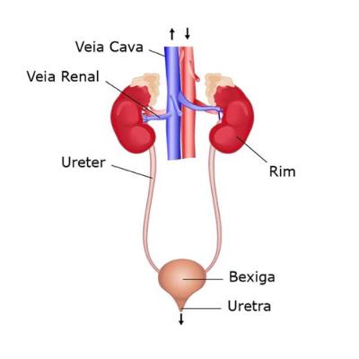 Podcast sobre sistema renal.