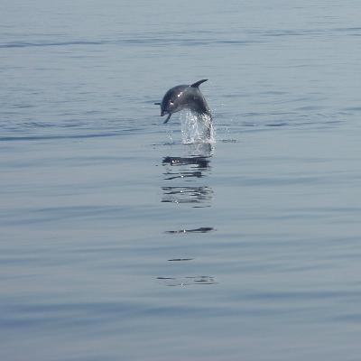 14 - Aurie und die Freude