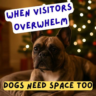 Episode #2.50 - Helping Your Dog Cope With Christmas Visitors: Calm, Force-Free Support