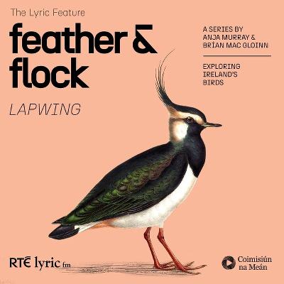 Feather and Flock - The Lapwing | The Lyric Feature