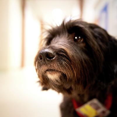 Luisterverhaal: Een dag op pad met Kiwi, hulphond in de kinderpsychiatrie
