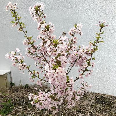 致日本超市门口消失的大爷