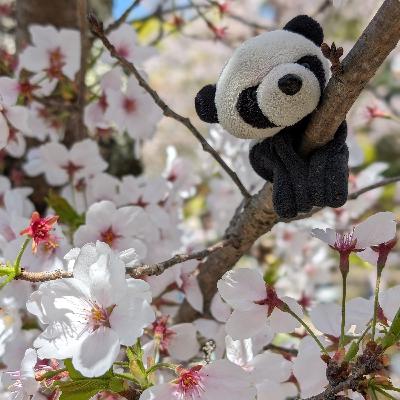 Episode 14 - Bedtime story in Kyoto, Japan with Geocaching and 61 Points Episode 14 - Bedtime story in Kyoto, Japan with Geocaching and 61 Points