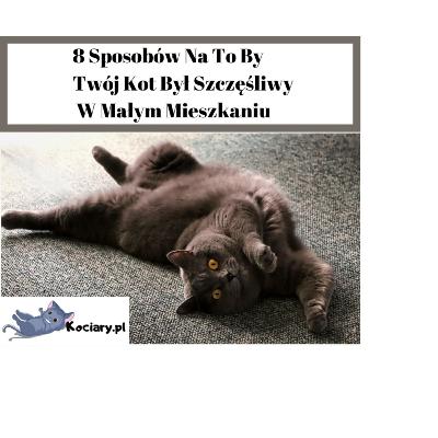 Odcinek 1 - 8 Sposobów Na To By Twój Kot Był Szczęśliwy W Małym Mieszkaniu